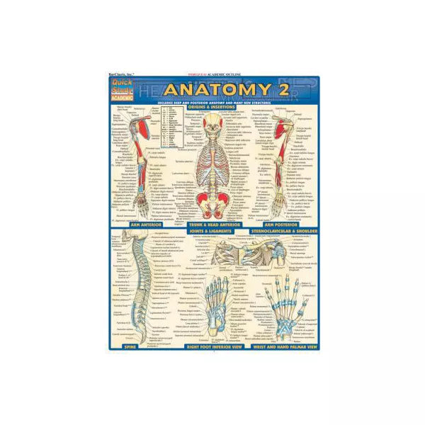 ANATOMY 2