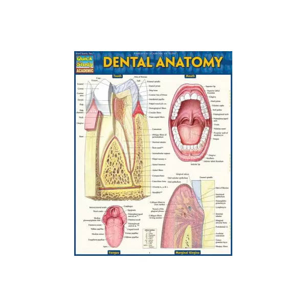 DENTAL ANATOMY