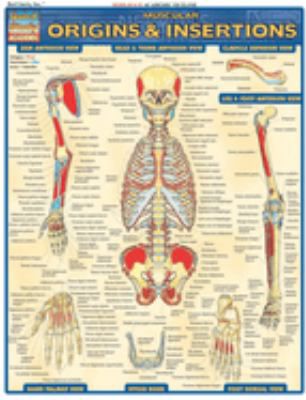 MUSCULAR ORIGINS & INSERTIONS